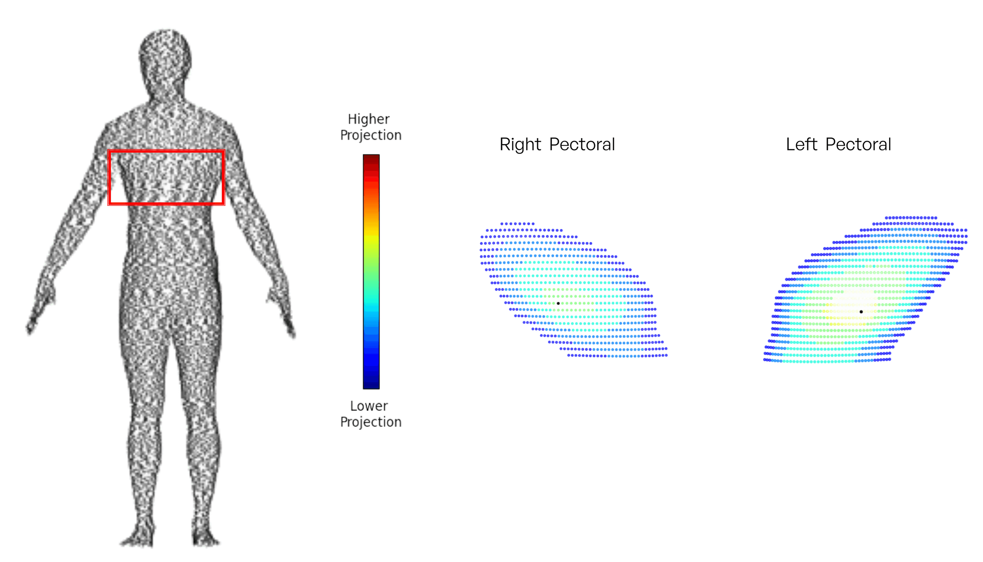3D body visualizer for body measurements Fitmatch
